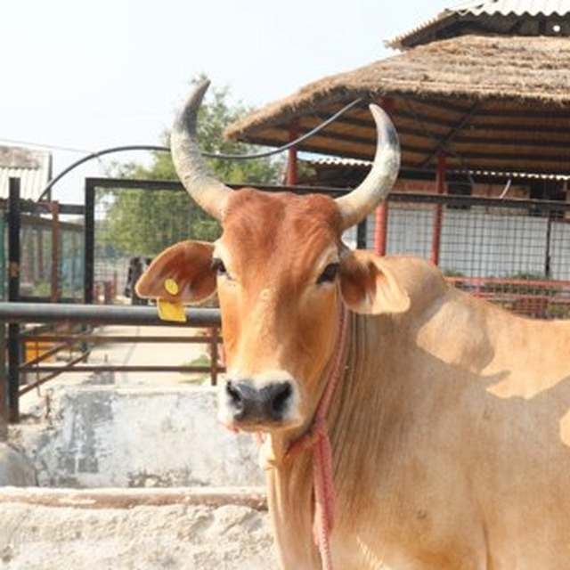 Gau Mata - Braj Gauseva