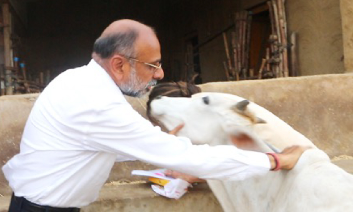 Gau Seva and compassionate care