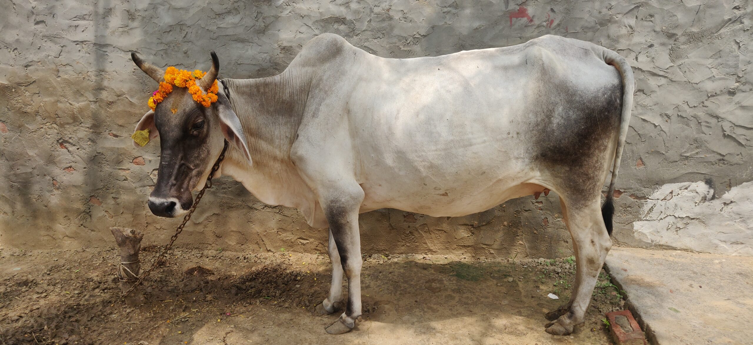 Cattle at the Gaushala
