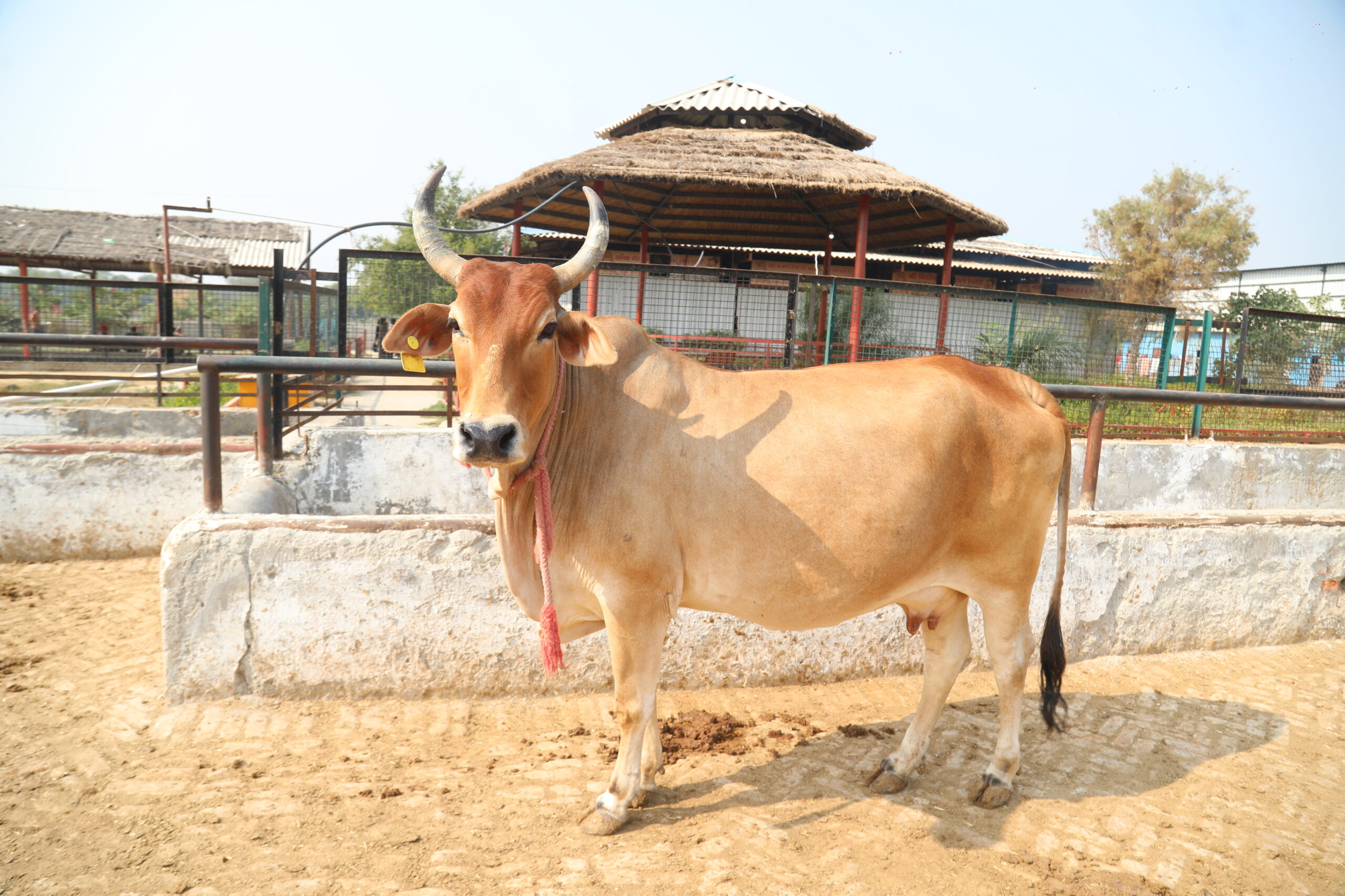 Gau Mata at the Gaushala